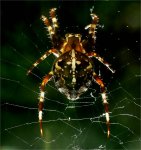 small_Spinne_Rainer01.jpg