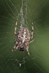 spinne900px4.jpg