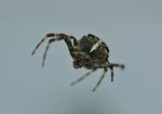 makrospinne.jpg