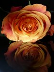 Rose2.jpg