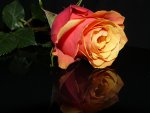 Rose3.jpg