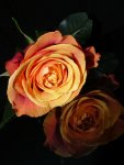 Rose1.jpg