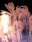 DSCN1625.jpg