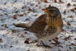 IMG_1353-9.jpg