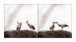 storch.jpg