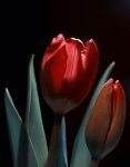 Tulpen01.jpg