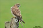 Turmfalke-a27634463.jpg