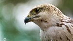 DSC04807.jpg