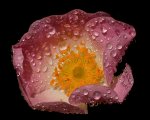 4_Wildrose_IMG_6491_small.jpg