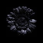 dark_flower_IMG_6546.jpg