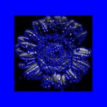 aekonet_dark_flower_IMG_6546_clipping.jpg