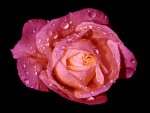 Super_Rose_IMG_0578_300k.jpg