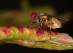 Fliege_IMG_1215_small.jpg