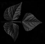 Blatt-Werk_Small_IMG_1529.jpg