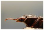 comp_01072012_Stack_Beetle_g.jpg