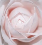 _x_Inside_Rose_IMG_0563.JPG