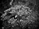 DSCN0109.jpg