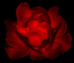 Dark_Rose_IMG_3199_800.jpg