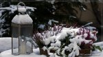 comp__DSC0049b.jpg