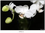 klein-Orchidee-dunkel.jpg