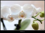 klein-Orchidee-hell.jpg