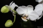 klein-Orchidee-dunkel-2.JPG