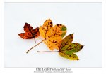 DSC_10729-The-Leafer-Blogcard.jpg