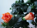 Anonyme_Blume_1.jpg
