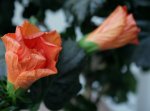 Anonyme_Blume_3.jpg