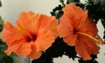 IMG_001.jpg