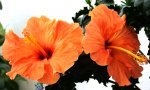 beispiel_hibiskus.jpg