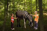 zebra_mit_kindern.jpg