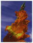 gladiole.kl.orange.jpg