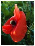 mohn.21.08.jpg