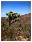 _joshua_tree_03.jpg