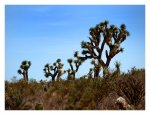 _joshua_tree_02.jpg