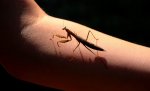 Vanessas_Arm__Gottesanbeterin.jpg