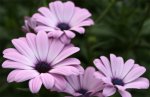 flowers.jpg