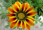 DSC03110.JPG