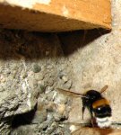 Hummel1.jpg