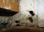 Hummel4.JPG