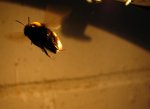 Hummel5.jpg