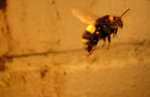 hummel6.jpg