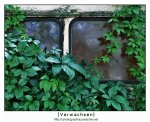 900-verwachsen.jpg