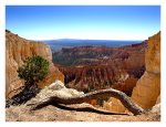 bryce canyon tree.jpg