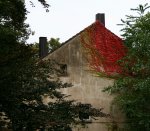 Haus, rote Kletterpflanze.jpg