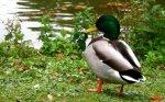 Ente -.-.jpg