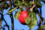 Apfel.jpg