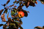 Apfel1.jpg