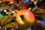 Apfel2.jpg